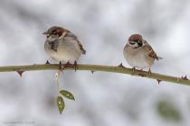 Haussperling