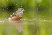 Ortolan