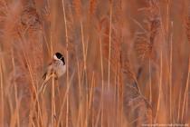 Rohrammer