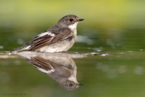 Trauerfliegenschn�pper
