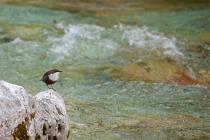Wasseramsel