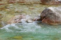 Wasseramsel