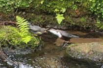 Wasseramsel