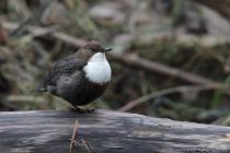 Wasseramsel