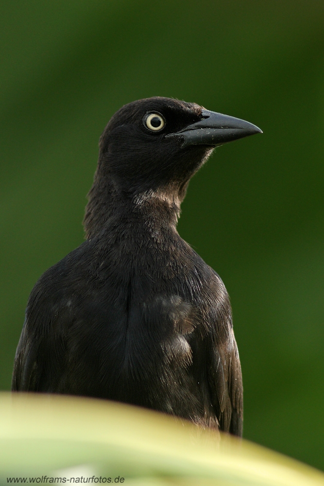 carib-grackle