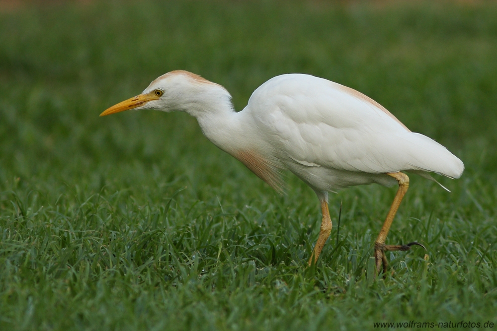cattle_egret