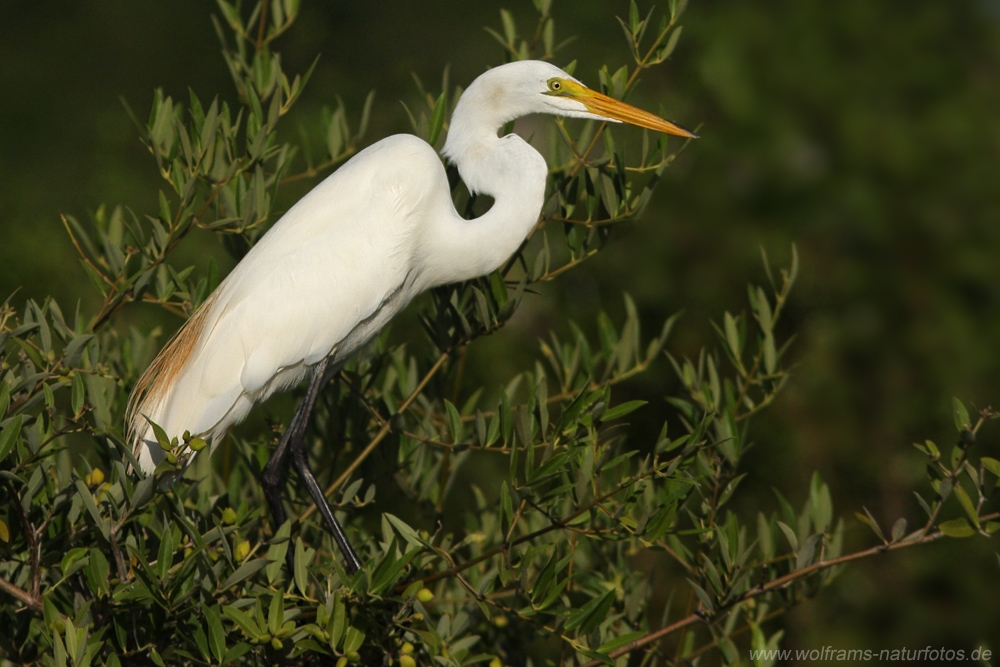 great_egret