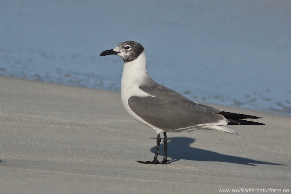 laughing_gull