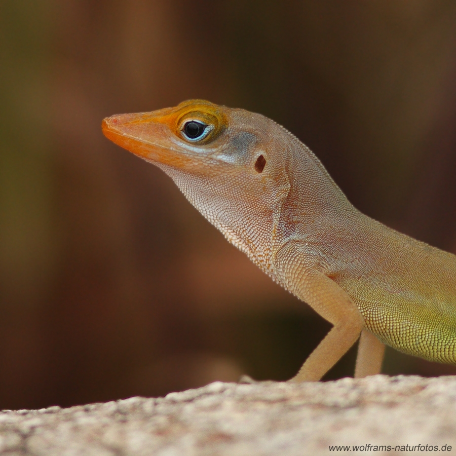 lizard1