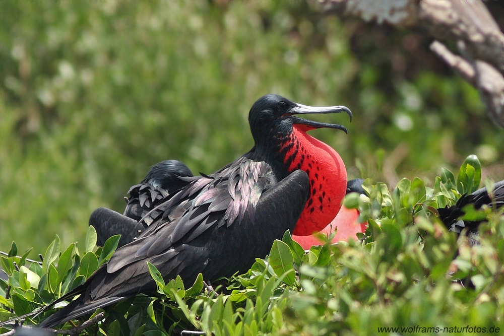 magnificent_frigatbird5