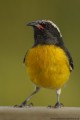 Bananaquit/Zuckervogel 