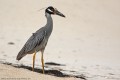 Yellow-crowned 