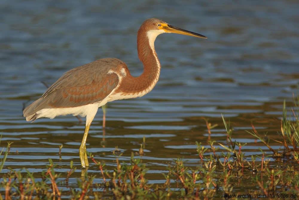 tricolored_heron2