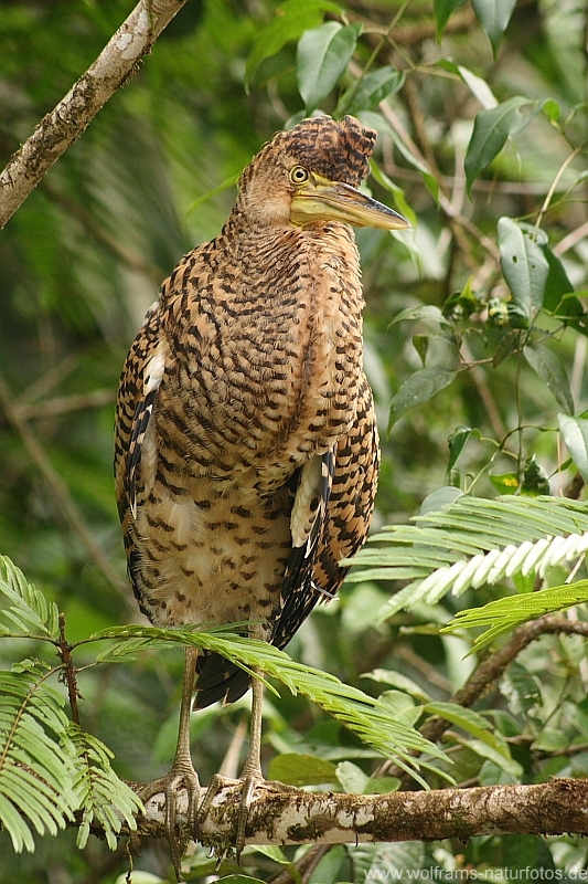 03bare_throated_tiger_heron