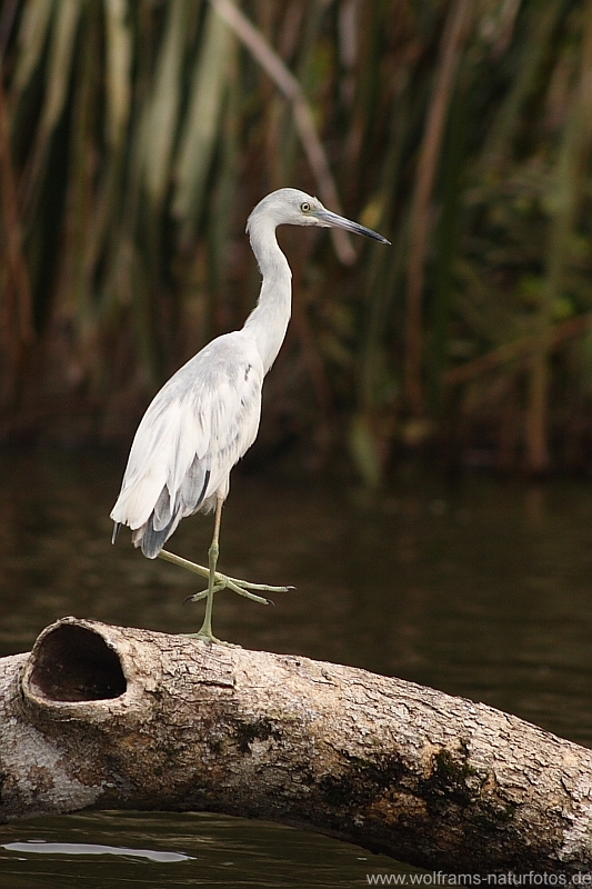little_blue_heron3