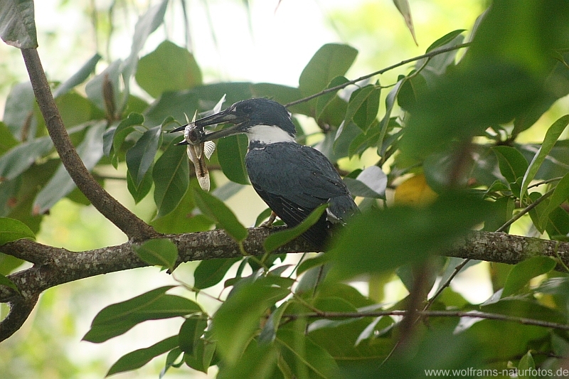ringed_kingfisher5