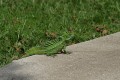 Stirnlappenbasilisk Stirnlappenbasilisk