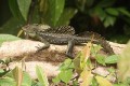 Stirnlappenbasilisk Stirnlappenbasilisk