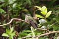 Volcano Hummingbird/Weißkehlkolibri Volcano