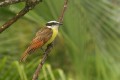 Great Kiskadee/Schwefeltyrann Great