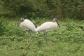Wood Stork/Waldstorch Wood