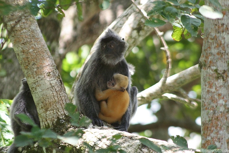 Silberner_Haubenlangur