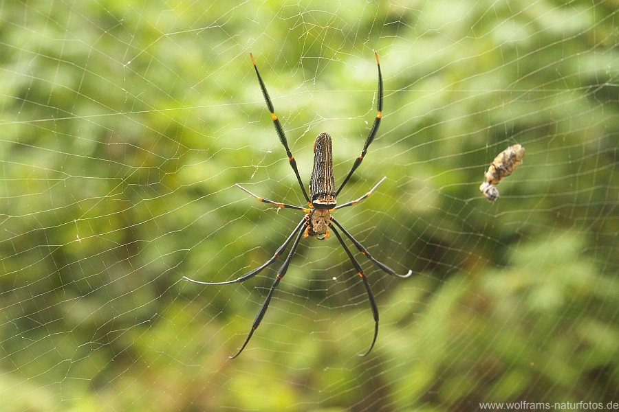 Spinne