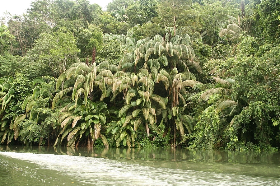 batang_ai