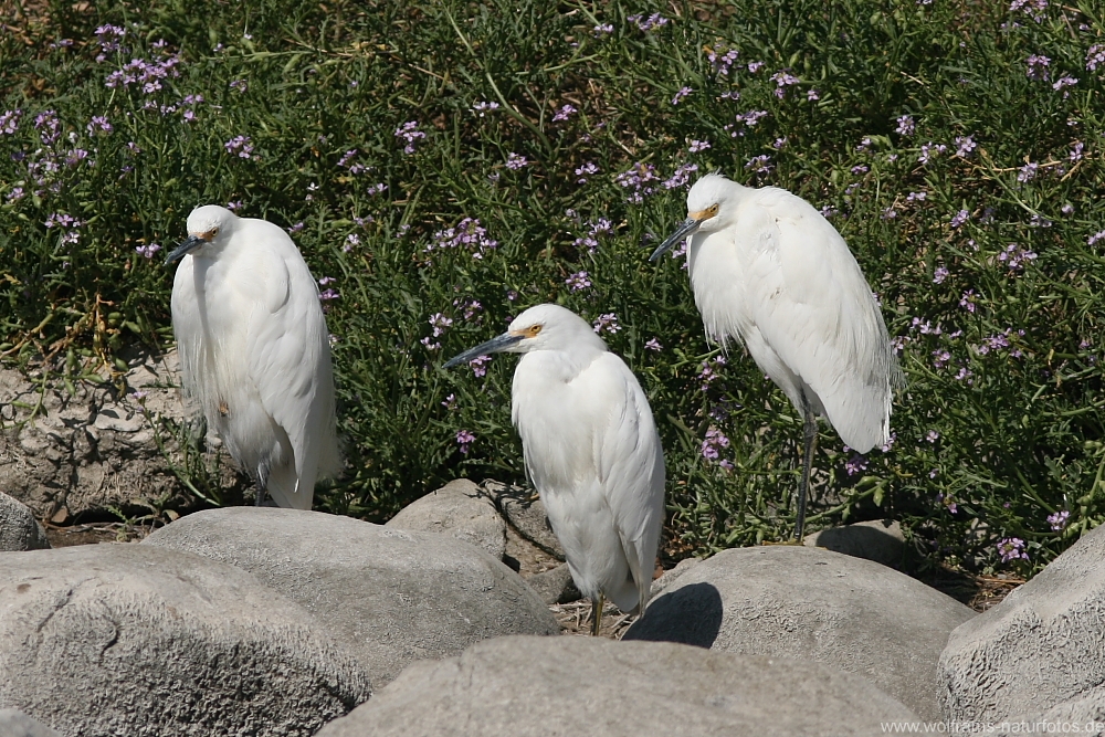 snowy_egret