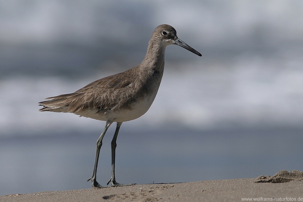willet